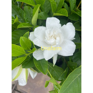 Cây bạch thiên hương (dành dành lá lớn, hoa kép)