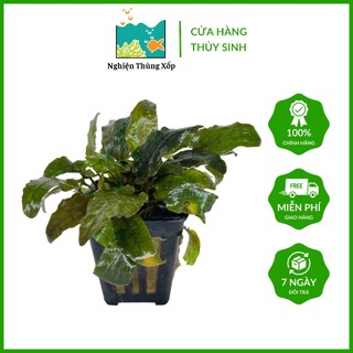 Tiêu Thảo Tím Rộp - Cây thủy sinh dễ trồng
