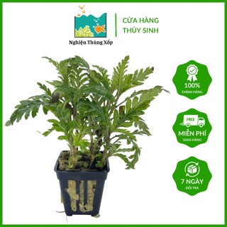 Cây thủy sinh liễu đỏ rằng cưa - cây thủy sinh siêu đẹp