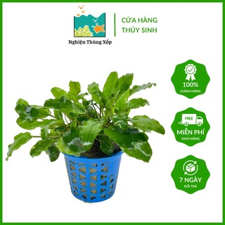 Cây Tiêu thảo xanh to - Cây thủy sinh dễ trồng