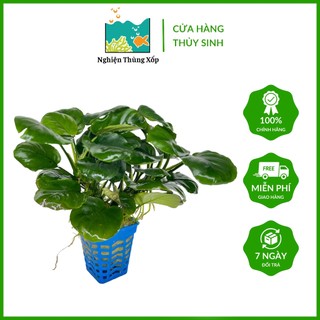 Cây thủy sinh ráy lá tròn - cây thủy sinh không cần co2