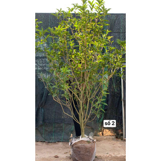 Mộc ta hoa vàng cây sẵn hoa cao 1m5