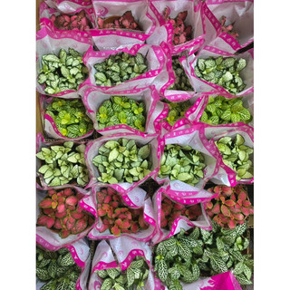 Cẩm Nhung ( Cây May Mắn ) [ Sỉ Ib]