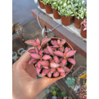 Cẩm Nhung ( Cây May Mắn ) [ Sỉ Ib]