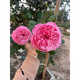 Hoa Hồng thân gỗ Carey rose Siêu đẹp bền bỉ bông to-HoaNgoaiMeLinh