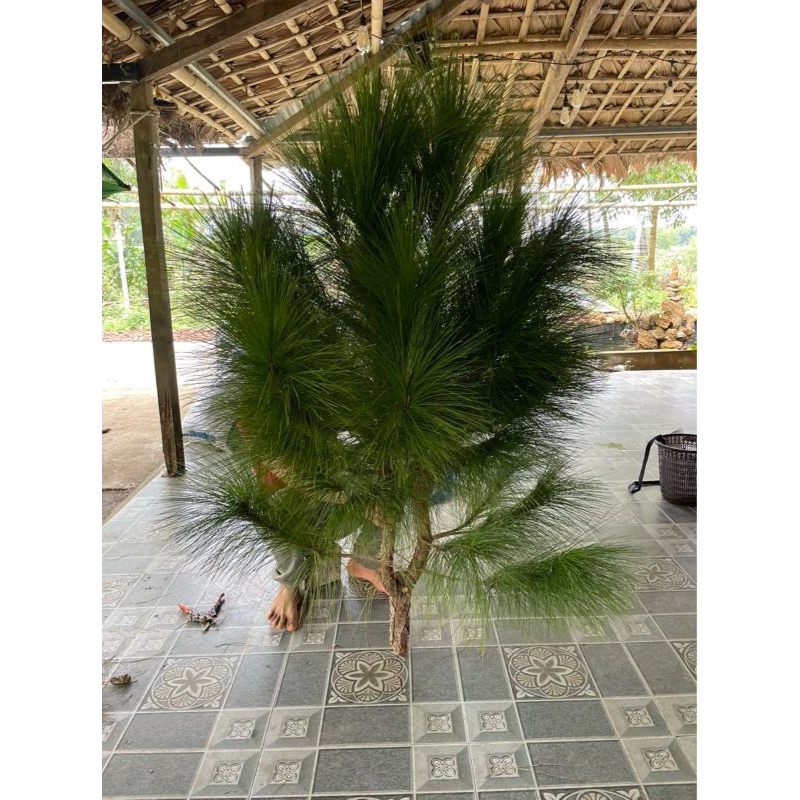 Cành thông Chơi Noel