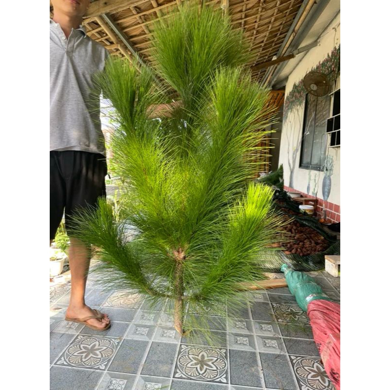 Cành thông Chơi Noel