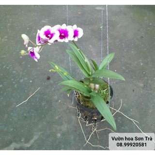 Cây hoa lan dendro tím