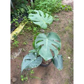 Chậu nhựa mềm trầu bà Nam Mỹ
