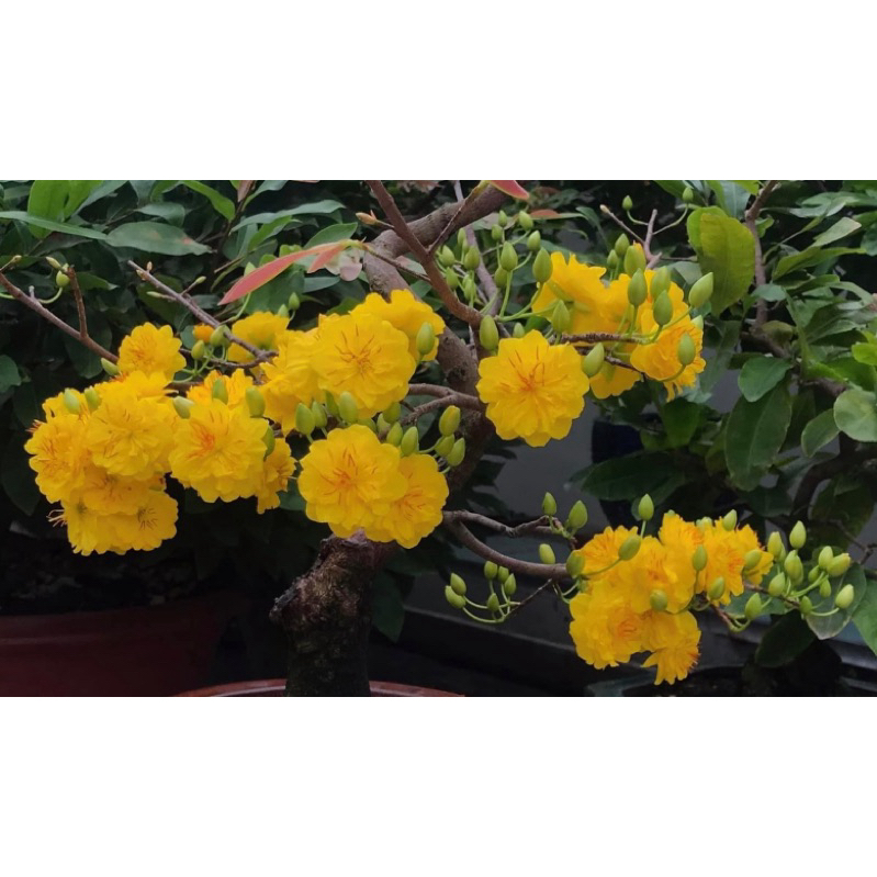 Mai Cúc Thọ Hương