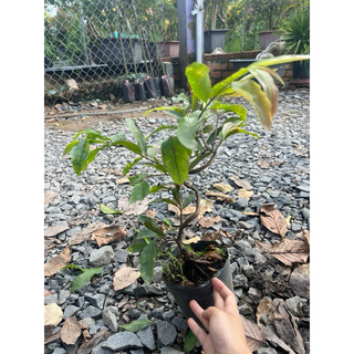 Mai Cúc Thọ Hương