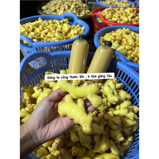 Cốt gừng tràm đậm đặc