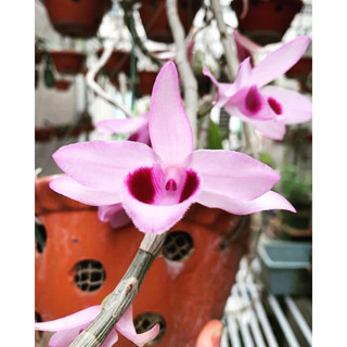 Combo: 10 chiếc Giỏ đựng phân tan chậm dùng cho Lan, cây cảnh bonsai ✅