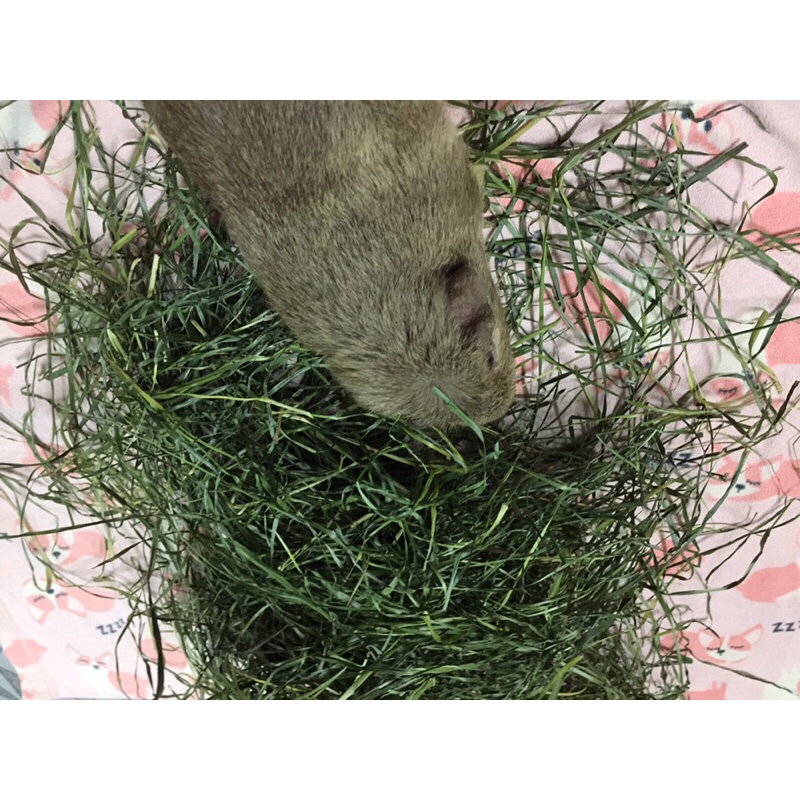 Cỏ Orchard sấy xanh là lựa chọn dành cho các bé thỏ chinchilla bọ ú mùa vụ 2025