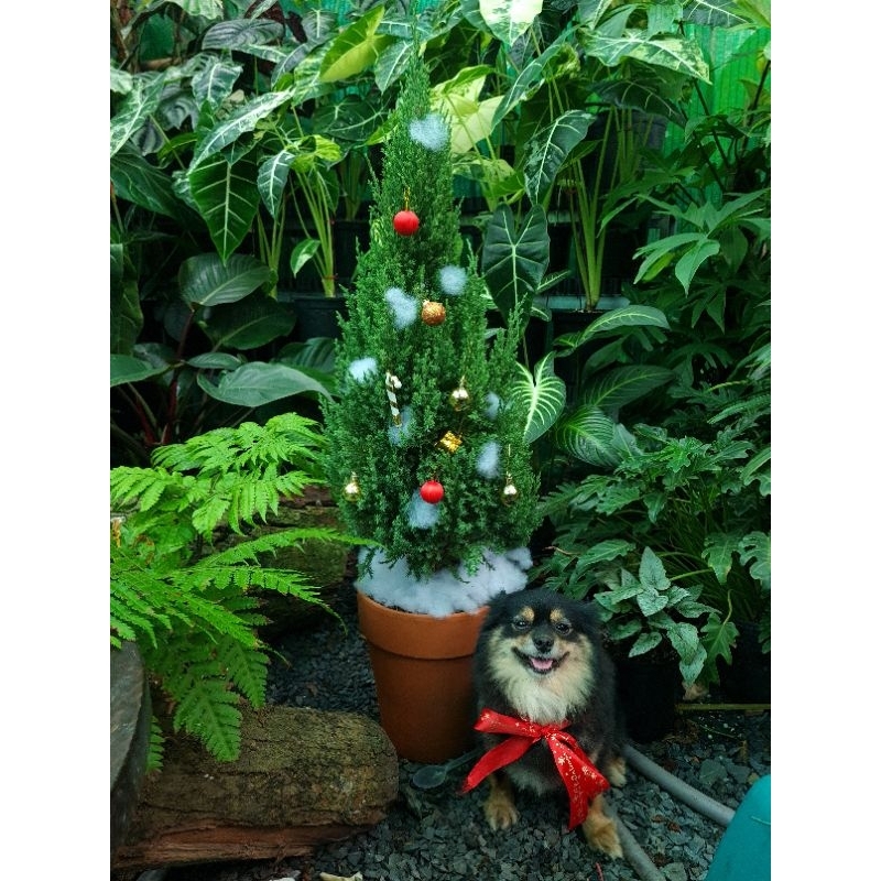 Cây Sơn tùng decor thông noel
