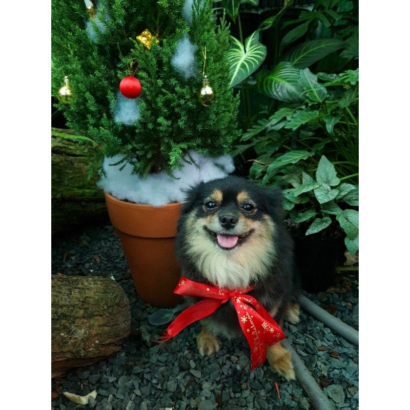Cây Sơn tùng decor thông noel