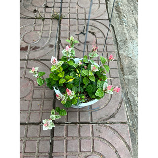Cây thằn lằn thái