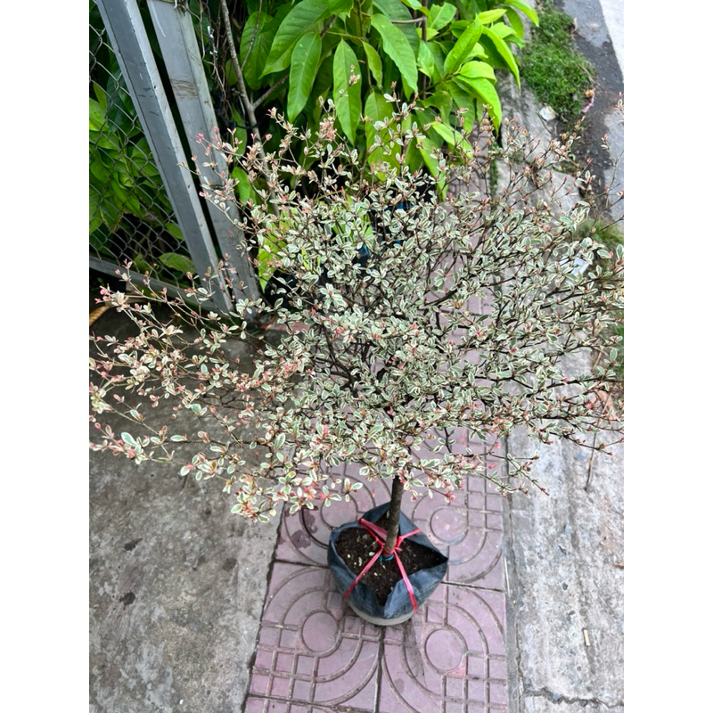 Cây bàng cẩm thạch