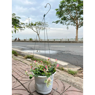 CÂY THẰN LẰN THÁI (CẨM THẠCH)