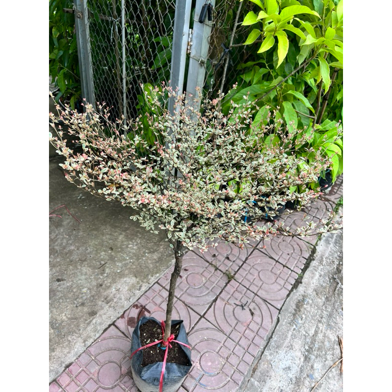 Cây bàng cẩm thạch