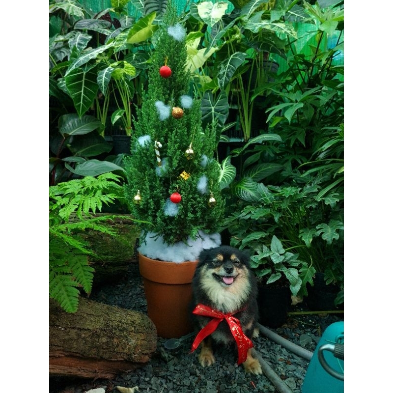 Cây Sơn tùng decor thông noel