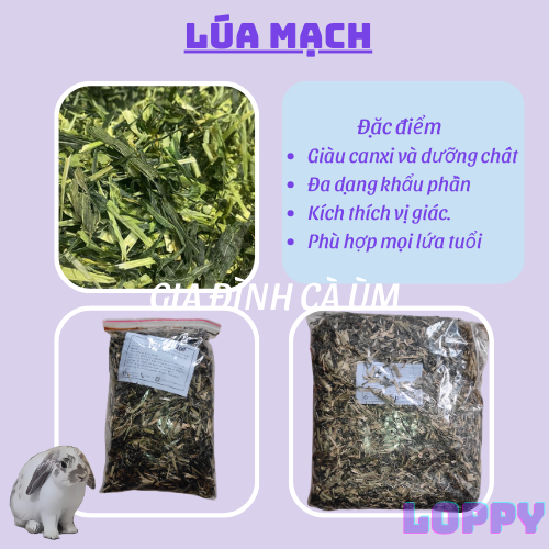 Cỏ lúa mạch ăn vặt cho thỏ/chuột lang