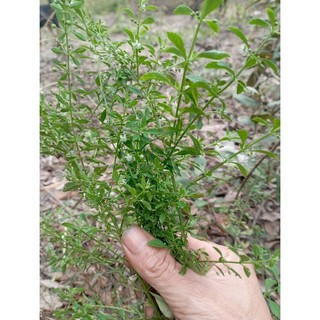 cây giống cam thảo đất(dược liệu).