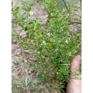 cây giống cam thảo đất(dược liệu).