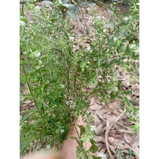 cây giống cam thảo đất(dược liệu).