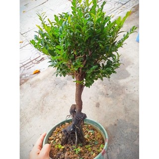 Cây tùng đen, cứt chuột Quảng Ninh