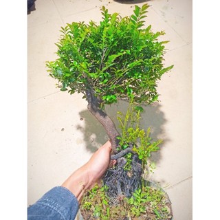 Cây tùng đen, cứt chuột Quảng Ninh