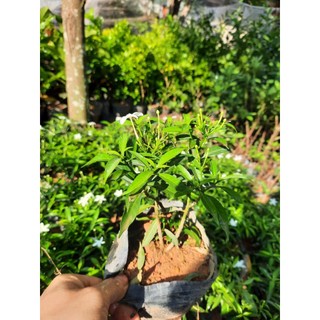 CÂY MAI VẠN PHÚC ( CÂY NHƯ HÌNH ĐĂNG 30-40CM)