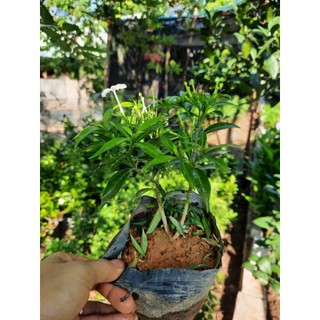 CÂY MAI VẠN PHÚC ( CÂY NHƯ HÌNH ĐĂNG 30-40CM)