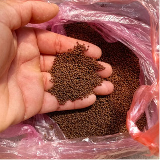 Cám-Kích Size-Lên Màu-Nhanh Lớn Cho Rùa