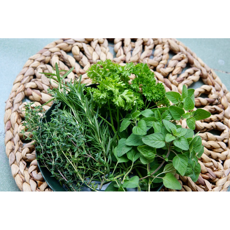 Lá Xạ Hương Thyme Tươi Mới Cắt Tại Sài Gòn Jun Garden