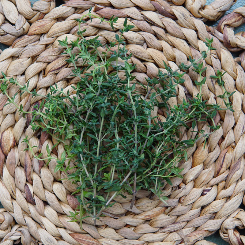 Lá Xạ Hương Thyme Tươi Mới Cắt Tại Sài Gòn Jun Garden