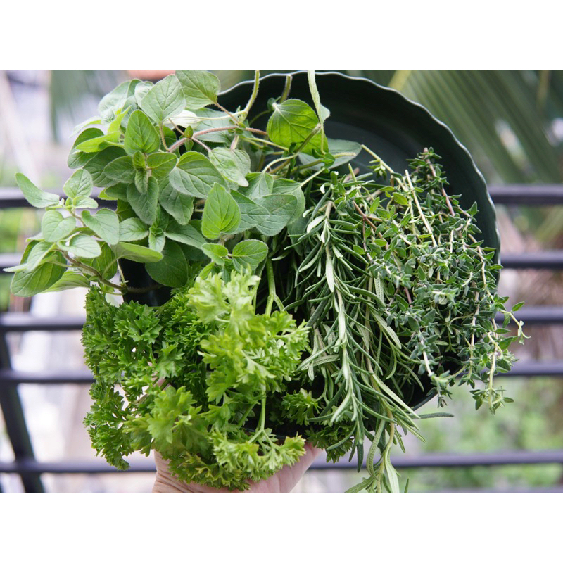 Lá Xạ Hương Thyme Tươi Mới Cắt Tại Sài Gòn Jun Garden