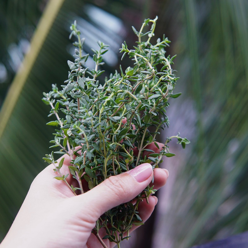Lá Xạ Hương Thyme Tươi Mới Cắt Tại Sài Gòn Jun Garden