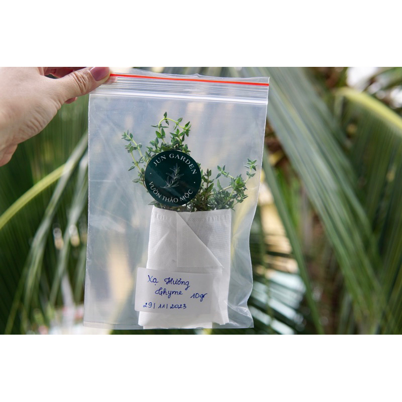 Lá Xạ Hương Thyme Tươi Mới Cắt Tại Sài Gòn Jun Garden