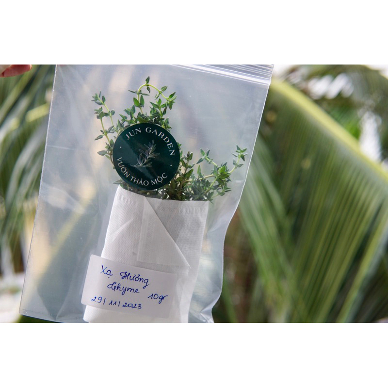 Lá Xạ Hương Thyme Tươi Mới Cắt Tại Sài Gòn Jun Garden