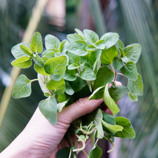 Lá Oregano Kinh Giới Cay Tươi Cắt Mới Tại Sài Gòn Jun Garden