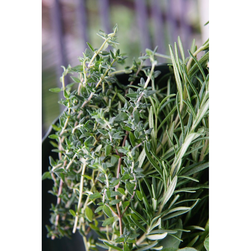 Lá Xạ Hương Thyme Tươi Mới Cắt Tại Sài Gòn Jun Garden