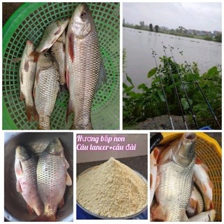 Bột bắp câu cá hương bắp non dùng câu lancer, câu đài hiệu quả cao,cám câu cá ,mồi câu cá tổng hợp