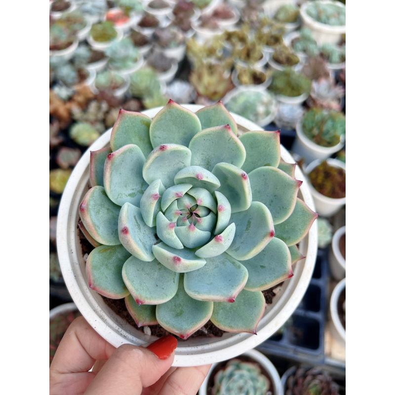 Sen đá bánh bao lửa ảnh thật