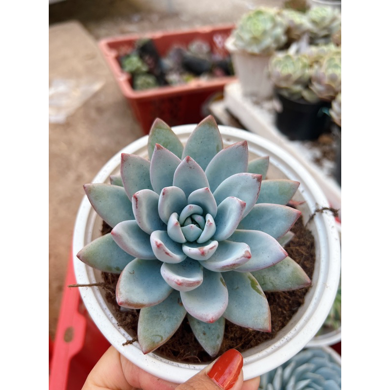 Sen đá bánh bao lửa ảnh thật