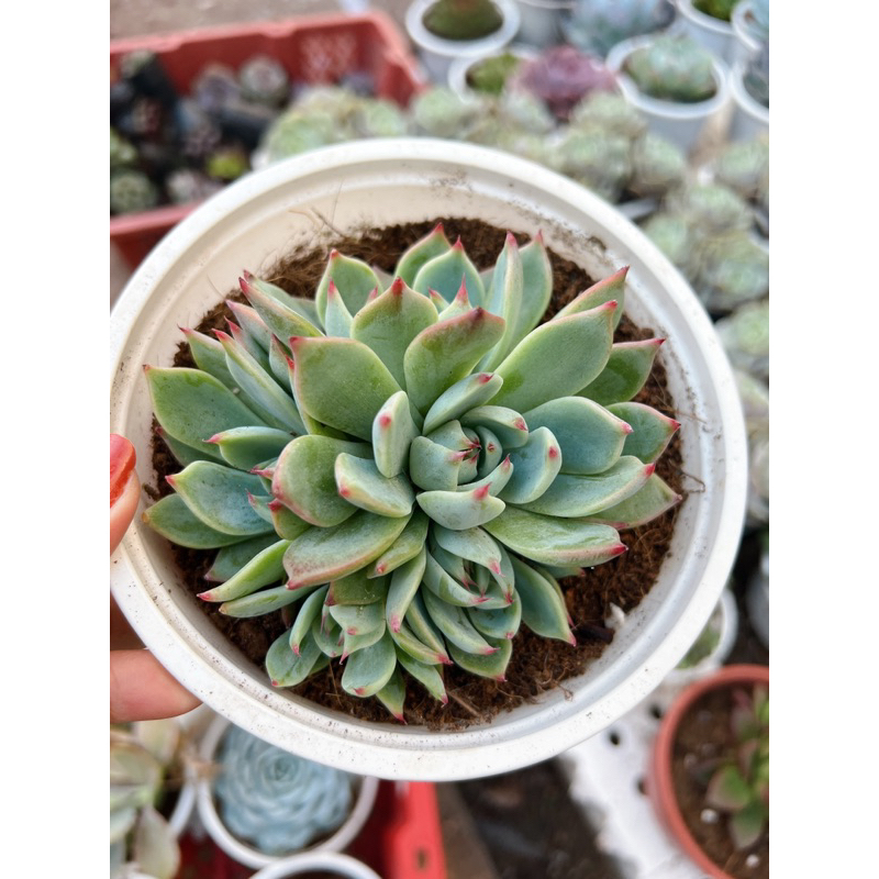 Sen đá bánh bao lửa ảnh thật