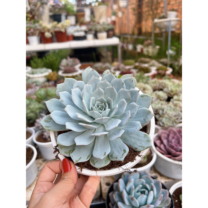 sen đá ngọc trinh size 10-15cm