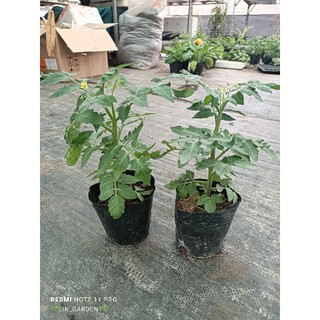 cà chua bi lùn ( ảnh thật)