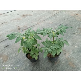 cà chua bi lùn ( ảnh thật)