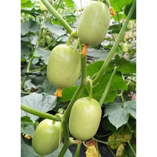 Hạt Giống Dưa Chuột Ngọc Nữ